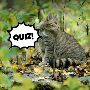 Eine Wildkatze mit der Sprechblase "Quiz"