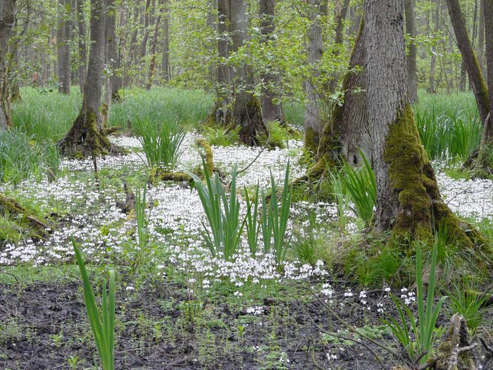 Feuchtwald mit weiß blühender Bodenpflanze,