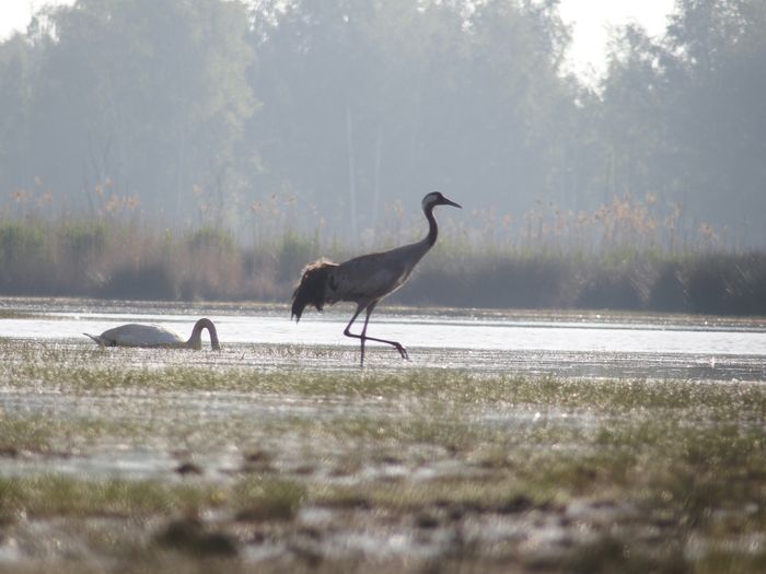 Kraniche waten durch den Heidrunsee