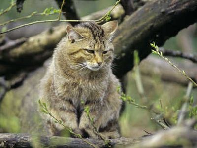 Wildkatze