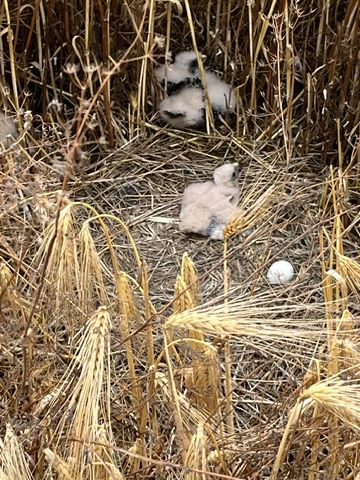 Nest mit Wiesenweihenküken