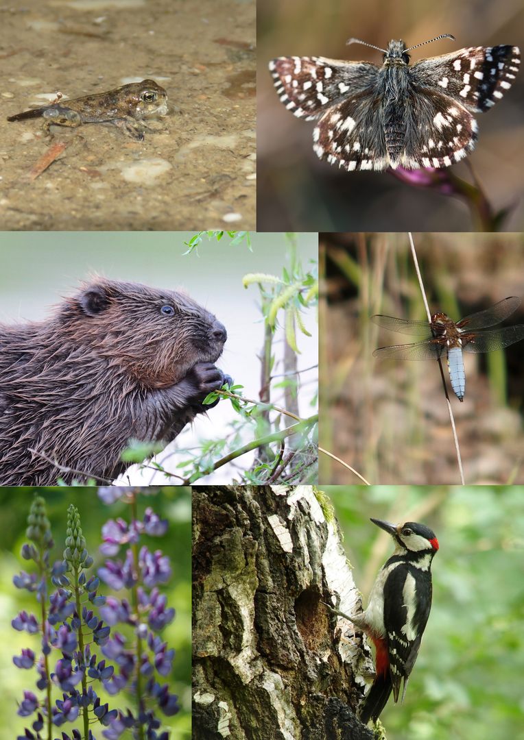 Kaulquappe, Würfel-Dickkopffalter, Biber, Plattbauch (Libelle), Lupine, Buntspecht