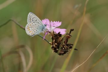 Hauhechel Bläuling