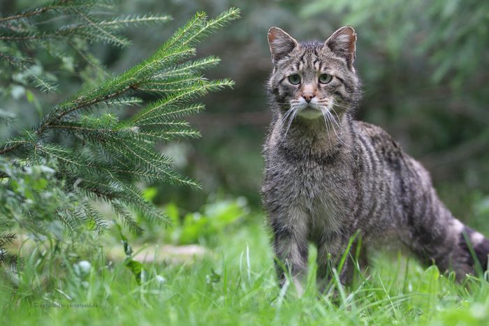 Eine Wildkatze auf einer Waldlichtung