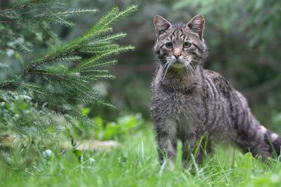 Eine Wildkatze auf einer Waldlichtung