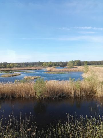 Das Bild zeigt die Brietzer Teiche