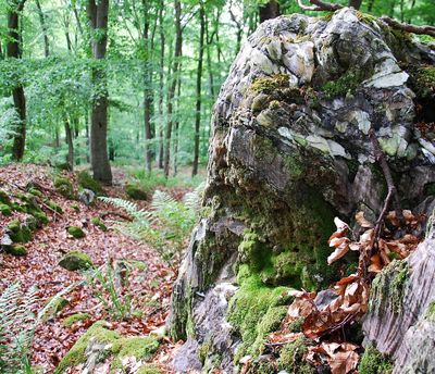 Grüner Gipskarst beim "Alten Stolberg".