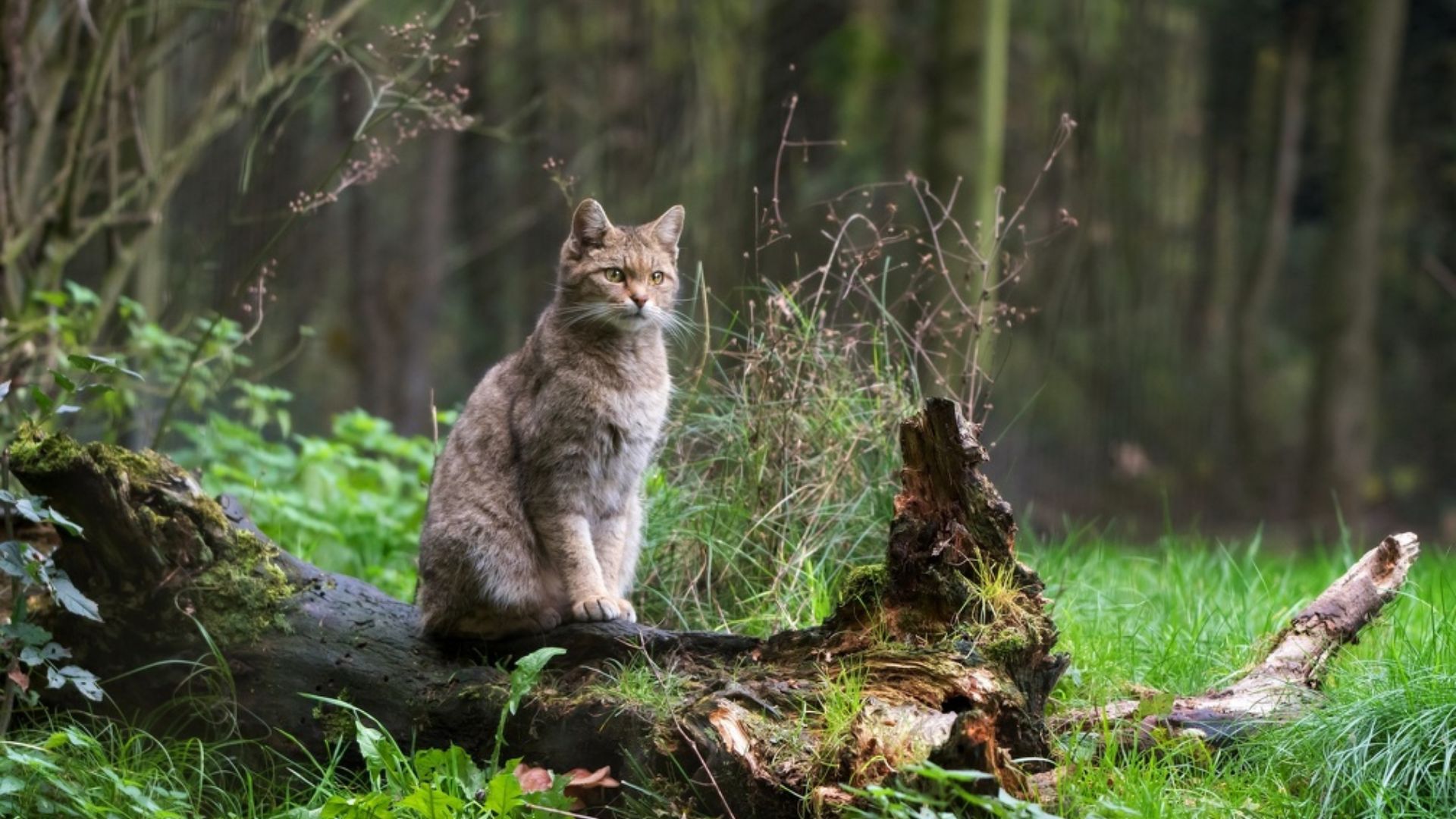 Ein extrem seltener Anblick: Eine Wildkatze sitzt auf einem umgestürzten Baum. 