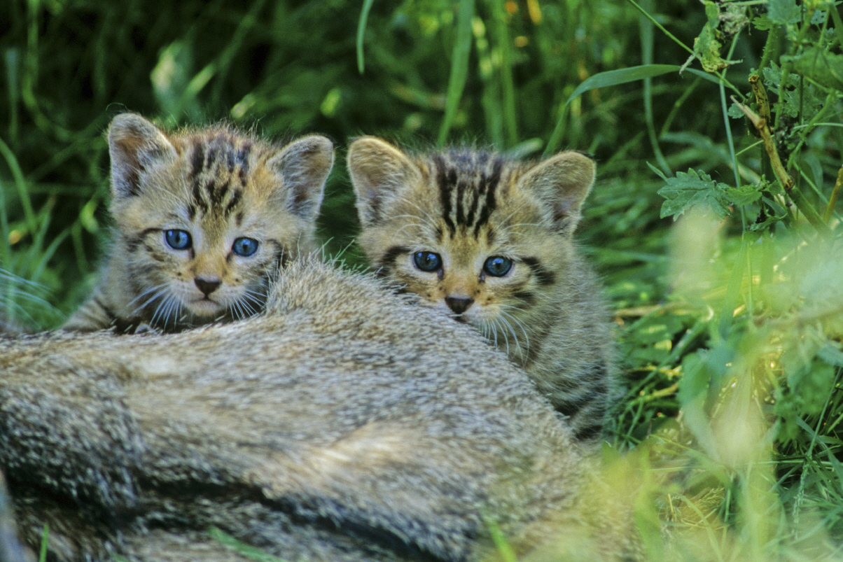 Zwei junge Wildkatzen im Wald